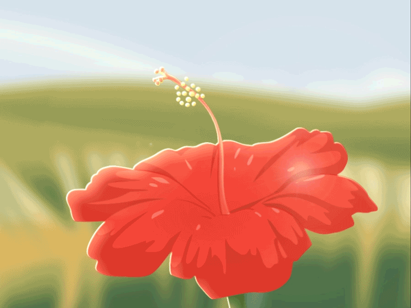 Malaysia National Flower animation animation design bloom bouquet design field flower graphic design grass hibiscuis illustration malaysia merdeka motion motion animation motion graphics national petal red shine