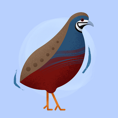 Chinese Painted Quail Illustration animals art bird cute design digital digital art digital painting flat gamebird geometric grain graphic design illustration painting pet bird pets procreate quail texture