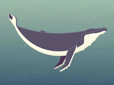 Humpback Whale humpback illustration illustrator photoshop vector art whale