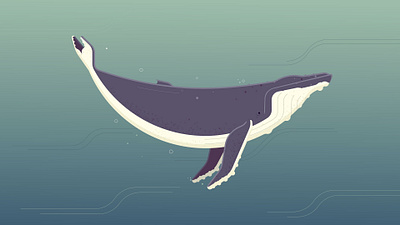 Humpback Whale humpback illustration illustrator photoshop vector art whale