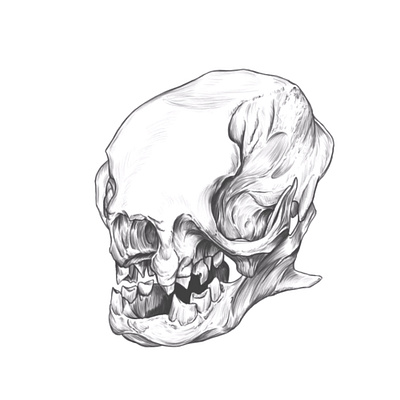 Sloth sketch Animal SKULL. anatomy animal skull drawing rodriguez ars sketch