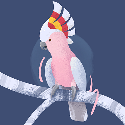 Major Mitchell's Cockatoo Illustration animals art bird cockatoo crest design digital digital art digital painting flat geometric grain graphic design illustration painting parrot pet bird pets procreate texture