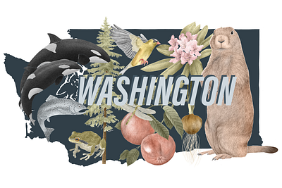 Washington state symbols botanicalillustration goldfinch handdrawn hemlock illustration marmot orca pnw statesymbols surfacepattern wallart washington wildlifeillustration