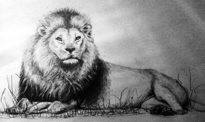 Lion - drawing 2HB pencil drawing freehand illustration lion pencil portraits wild animal