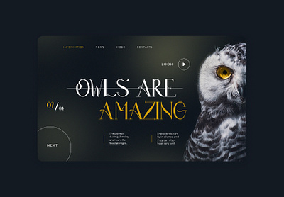 Owls Concept animation concept de design graphic graphic design illustration logo ui uiuxdesign uiuxdesigner