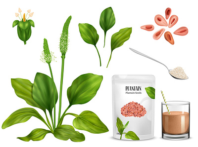 Psyllium plant set herbal illustration plant psyllium realistic vector