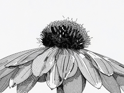 Kingdom Plantae botanical drawing etching flower illustration ink nature plant traditional