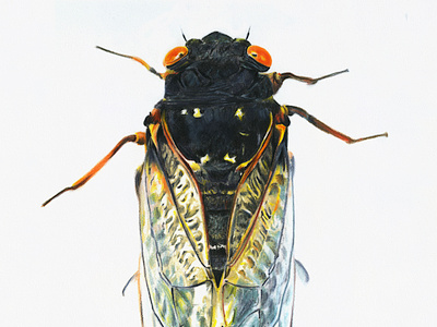 Audi animal drawing editorial illustration insect magazine nature