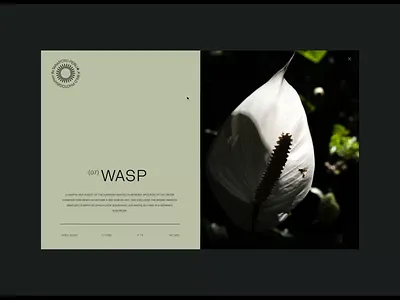 Insects Photography - Website animals art direction design insects inspiration interaction jungle minimal motion photography ui ux website