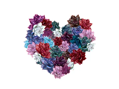 Succulent flowers art artis colors design digitalillustration drawing flowers flowers illustration illustration procreate succulents