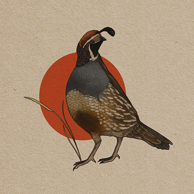 Callipepla californica adventure audubon bird branding california design illustration nature quail