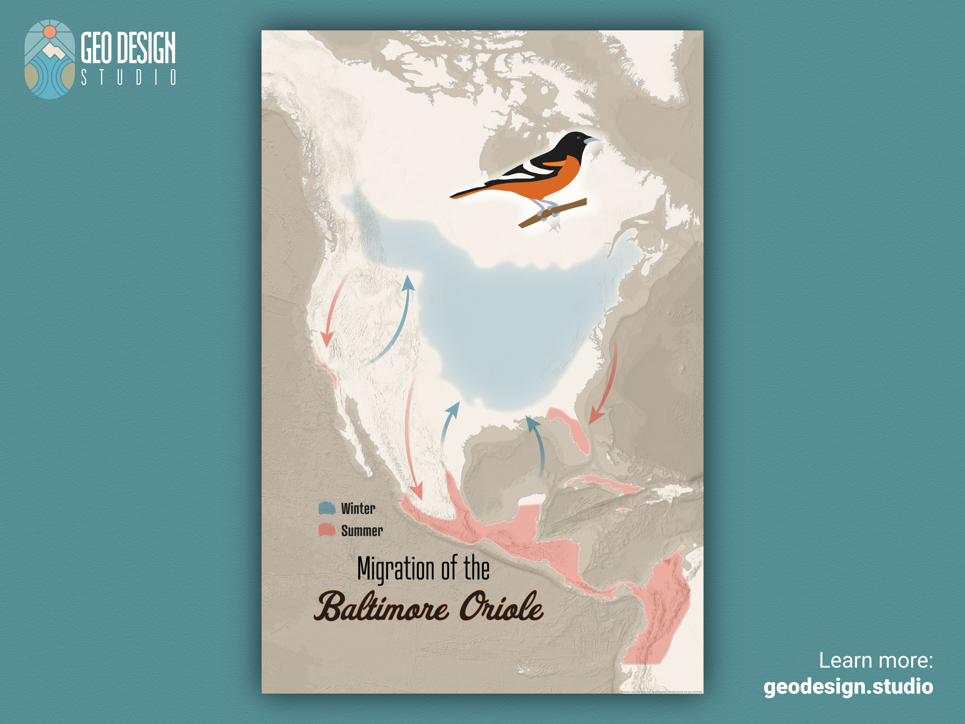 Migration Of The Oriole By Geoff Gibson On Dribbble Original 