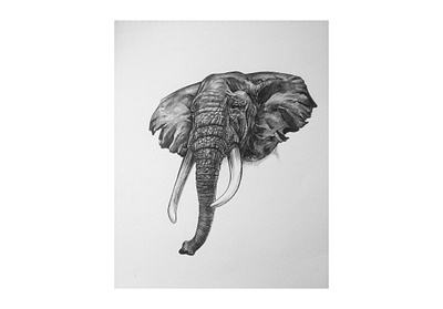 Elephant - Drawing Practice animal art drawing elephant illustration line pen