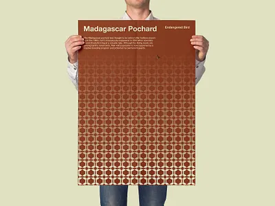 Endangered Bird: Madagascar Pochard design jombie endangered bird graphics design interaction design madagascar pochard poster design sushant sushant kumar rai