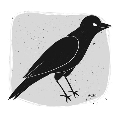 Crow art bird black black and white blackandwhite crow digital art illustration inktober procreate