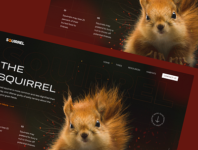 Website Design Concept - Squirrel graphic design landing page squirrel ui uiux website design