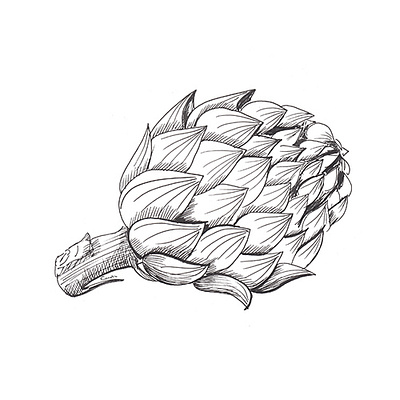 Artichoke sketch. Hand-drawn black artichoke, isolated on white artichoke food hand drawn healthy ink sketch vegan vegetables
