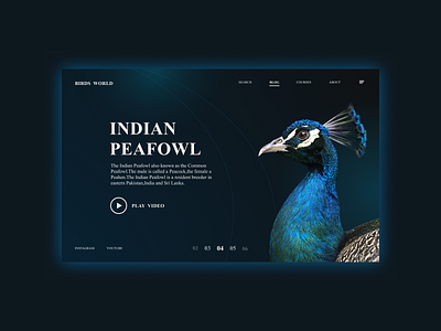Birds World website birds color design designer figma figma ui landing page ui website website page