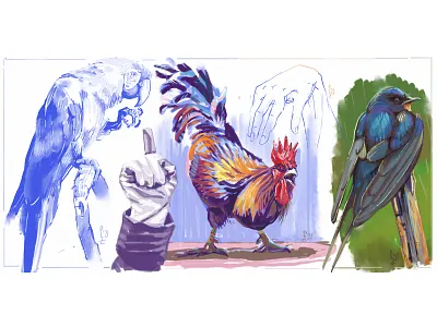 Bird and hands studies [digital sketch] bird birds cg color graphic concept art digital art drawing illustration intuos parrot photoshop rooster sketch sketching swallow wacom