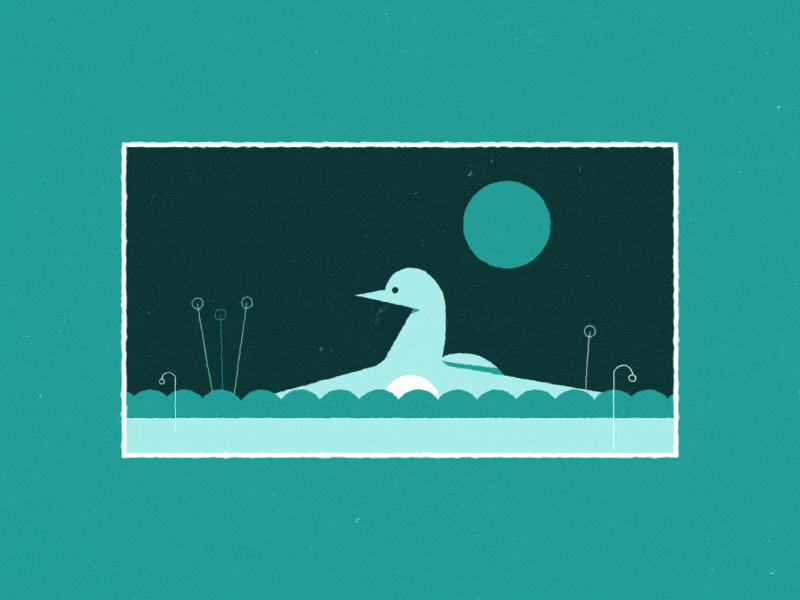 Loooonesota! bird illustration loon minneapolis minnesota motion graphics nature