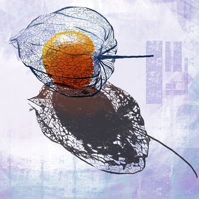Cape Gooseberry design illustration procreate sketch sketchbook