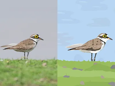 Little Ringed Plover - Photograph vs Illustration bird birds design draw flat illustration illustrator plover vector