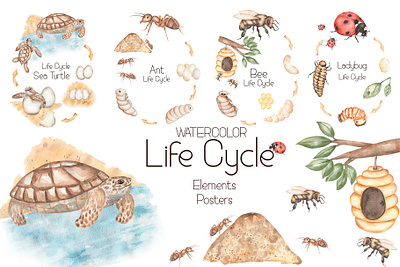 Watercolor Life Cycle Set animals back to school biological clipart design educational illustration educational material graphic design hand drawn hand painted home school illustration insect life kids illustration kids poster life cycle preschool clipart school card school supplies watercolor