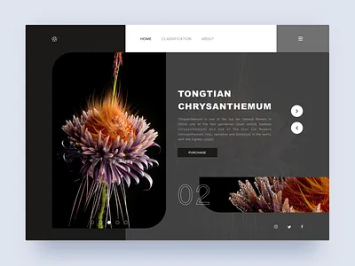 Tongtian Chrysanthemum sketch ui