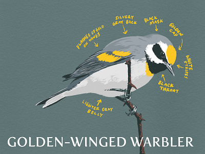 4/287 - Golden-Winged Warbler avian biology bird bird illustration birds design digital digital illustration environmental golden winged warbler identification illustration nature texture truegrit warbler