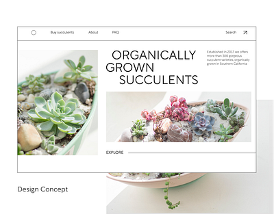 Succulents Store design ecommerce landing store succulents ui ux