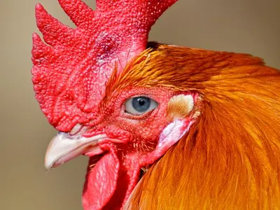 Roosters with people eyes graphic design and meme animal art artwork design illustration lino linocut logo moonlight printmaking