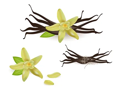 Tasty vanilla 2d design flat graphic design illustration mesh vector