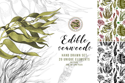 Hand drawn edible seaweeds 3d animation app branding design graphic design icon illustration logo motion graphics ui