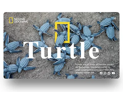 National Geographics -> Turtle Project