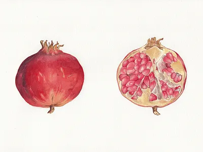Pomegranate 2 artwork autumn botanical brown fruit handmade illustration painting pomegranate red traditional art watercolor yellow