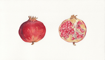 Pomegranate 2 artwork autumn botanical brown fruit handmade illustration painting pomegranate red traditional art watercolor yellow