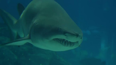 Shark Week! branding motion graphics video