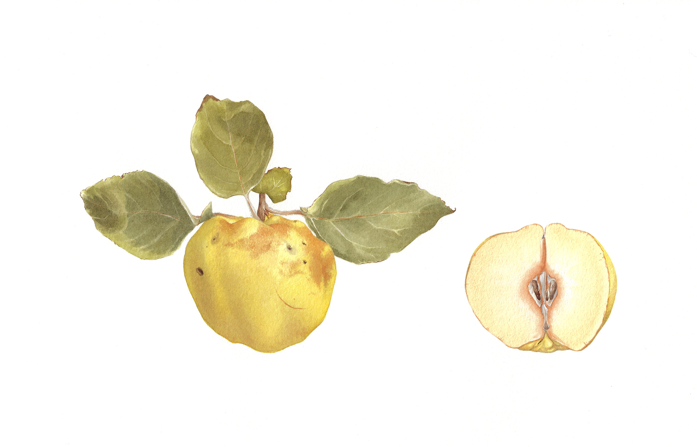 Example of Quince