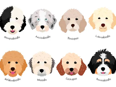 8 breeds of Doodle dogs animal aussiedoodle barnedoodle clipart cute design dog dogs doodle fluffy goldendoodle graphic design head illustration sheepadoodle