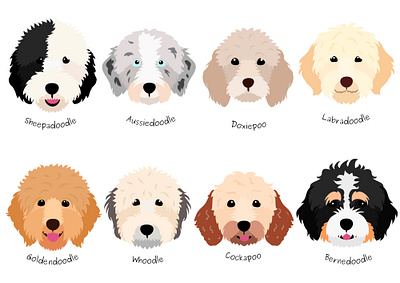 8 breeds of Doodle dogs animal aussiedoodle barnedoodle clipart cute design dog dogs doodle fluffy goldendoodle graphic design head illustration sheepadoodle