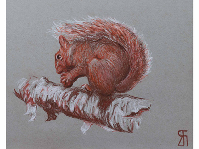 Ready for winter (Sanguine drawing) animal drawing fineart illustration portrait realistic sangine squirrel