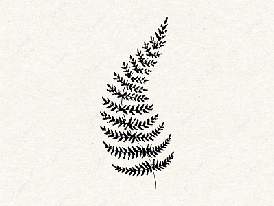 Fern leaf. Hand drawn sketch black and white cute fern forest grass hand drawn illustration ink leaf line art nature simple sketch tropic
