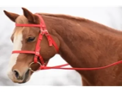 Simple Halter Bridles For Horses simple halter bridles for horses