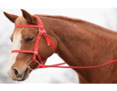 Simple Halter Bridles For Horses simple halter bridles for horses