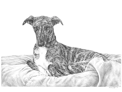 Custom Portrait Illustration custom portraits illustration pencil illustration personalised gift wedding gift