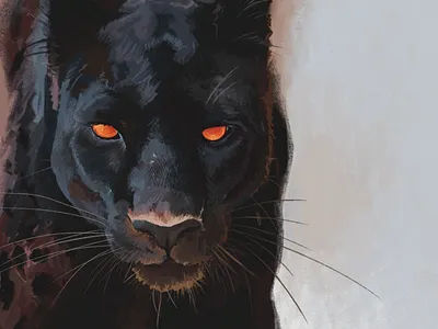 Black Panther - Digital Art Painting animals big cat black leopard color theory digital art digital painting drawing illustration leopard panther
