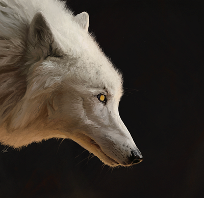 Arctic Wolf - Digital Art Painting arctic wolf color theory digital art digital painting drawing illustration white wolf wolf