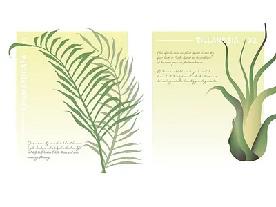 Botanical Poster N1 and N2 botanical chamaedorea green illustration minimalism poster tillandsia vector