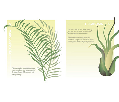 Botanical Poster N1 and N2 botanical chamaedorea green illustration minimalism poster tillandsia vector