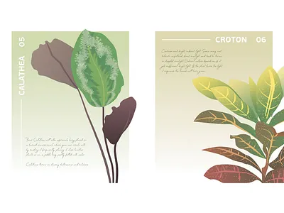 Botanical Poster N5 and N6 botanical calathe croton green illustration minimalism poster vector